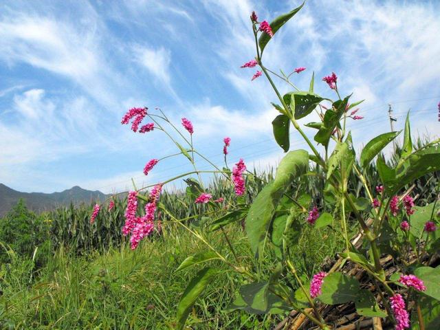 黑龙江诗人苦海最美诗歌十首（美文）