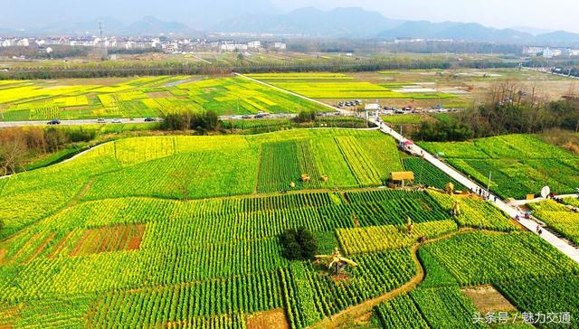 鸟瞰浙江仙居油菜花田景如画