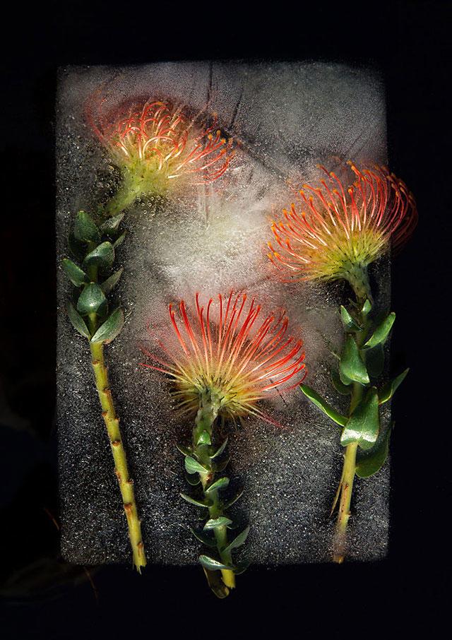 《三峰摄影》凝固之美，原来花卉可以这样赏玩！