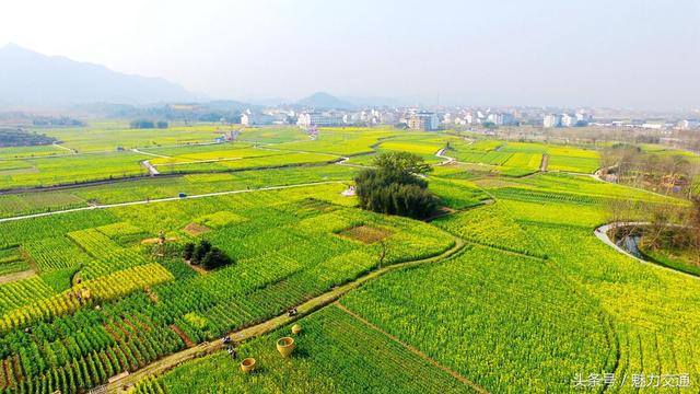 鸟瞰浙江仙居油菜花田景如画