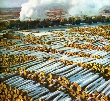 50年代的黑龙江林区老照片