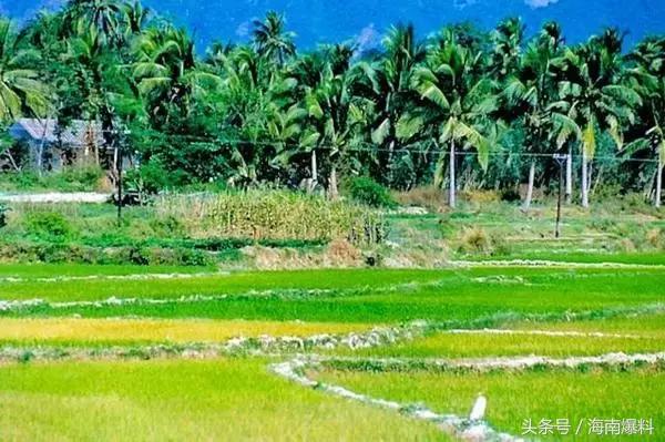 90年代的三亚老照片 怀念那年那人那些事