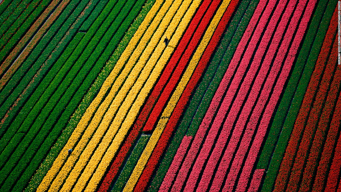 荷兰利瑟（Lisse）镇郊五彩缤纷的郁金香园