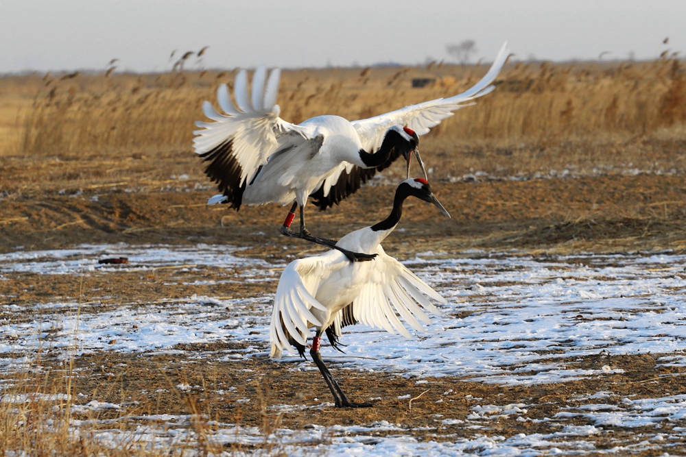 194126ygbpfgtptk4sp5ks