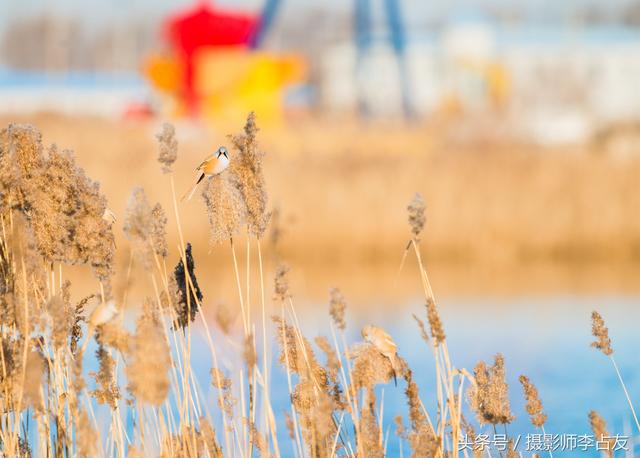 “鸟中熊猫”到油城