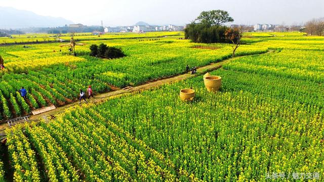 鸟瞰浙江仙居油菜花田景如画