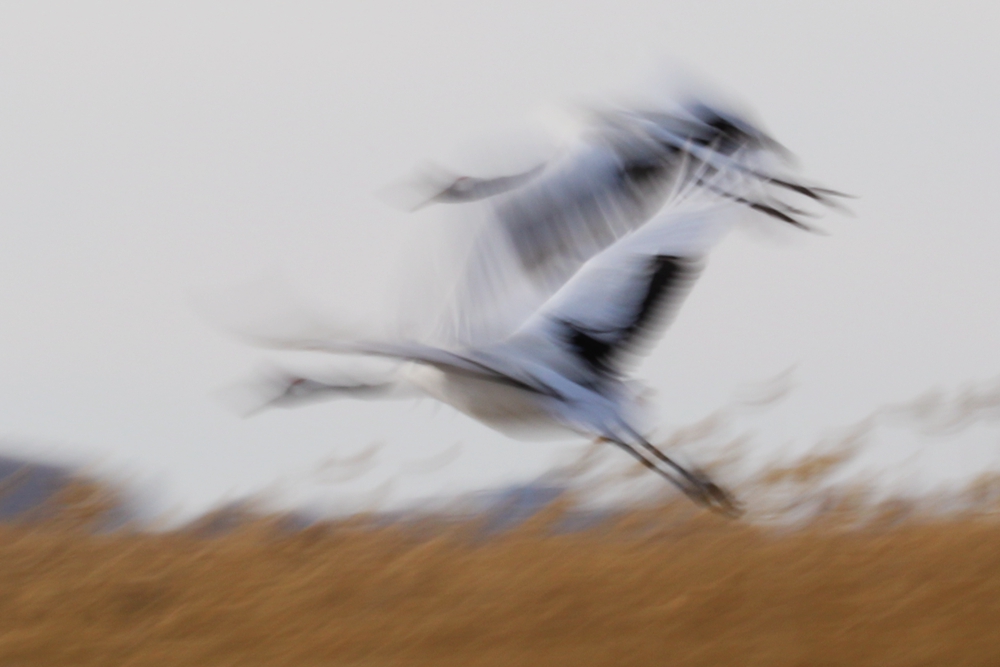 193514oln6rj8fcc4jana1