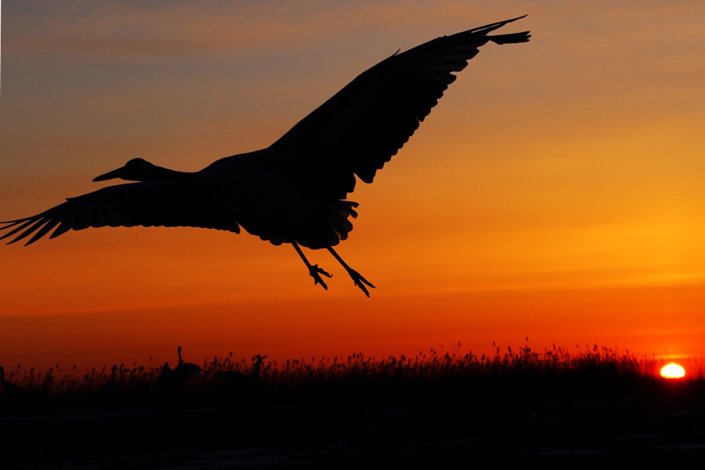 192902wh2l2s0l2ihrif66