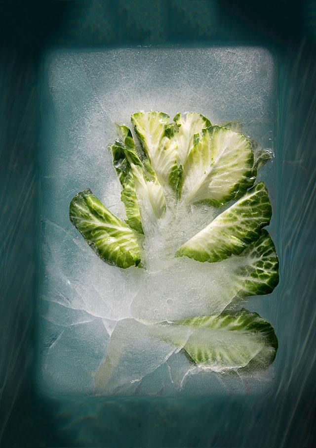 《三峰摄影》凝固之美，原来花卉可以这样赏玩！