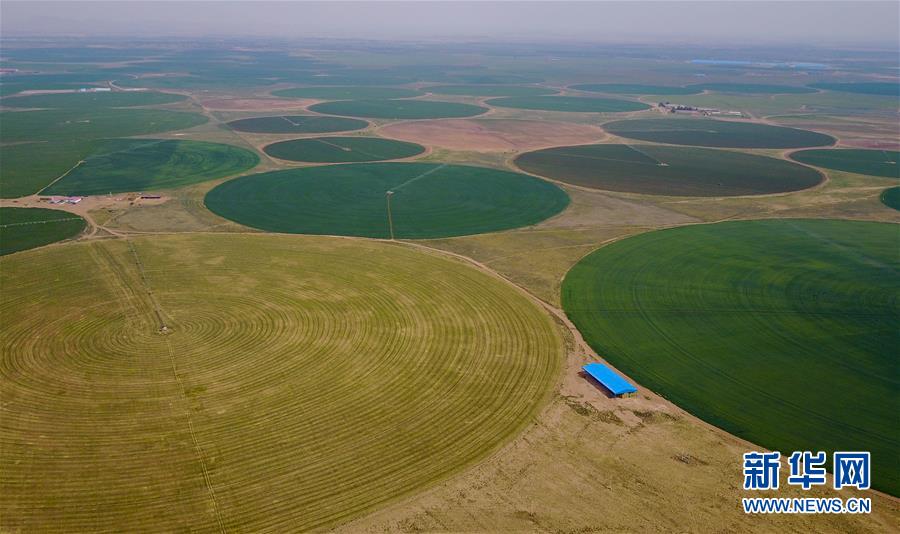 （环境）（3）科尔沁沙地上飘动着“绿海”