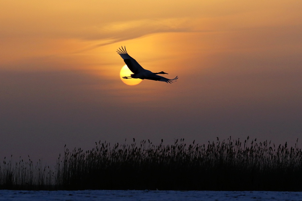 193224ckcbkvopkaoku01u