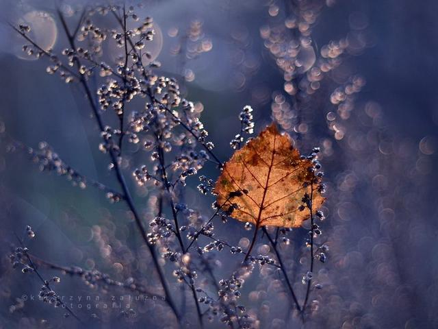 《三峰摄影》组图：细微之处显现静谧之美