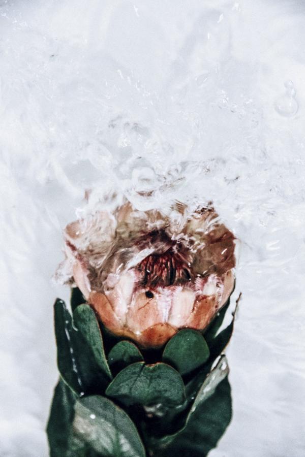 《三峰摄影》氤氲水汽中娇艳的花朵