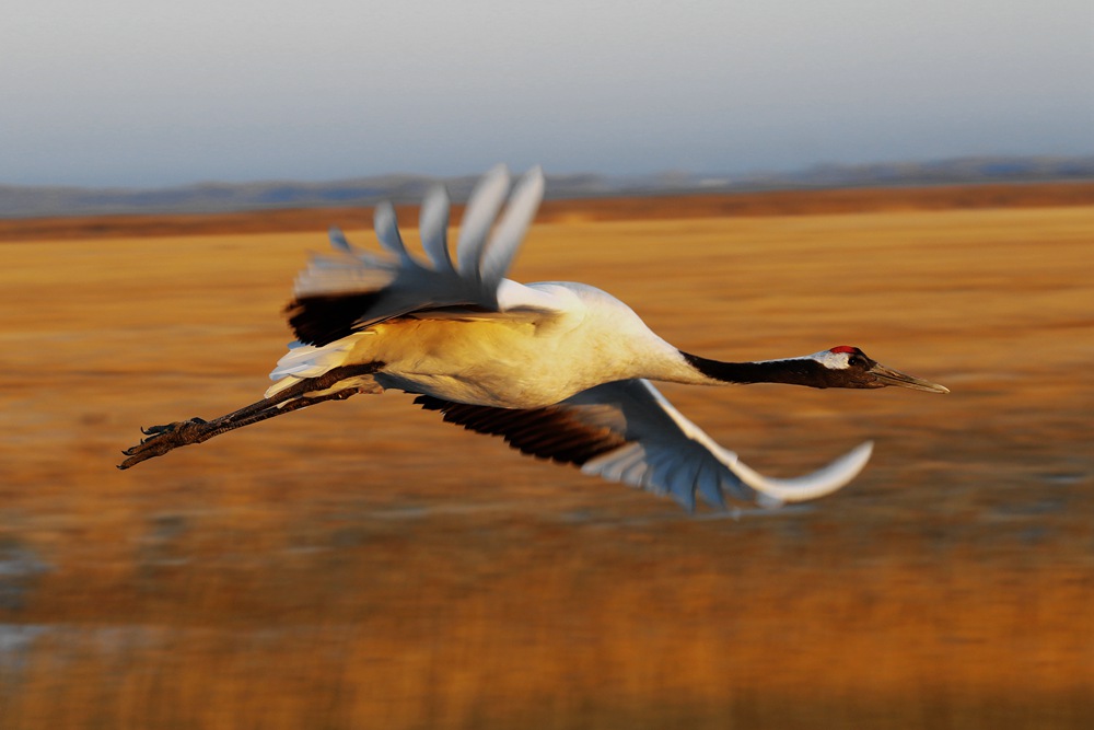 193113udbcj9rdxtcro0dd