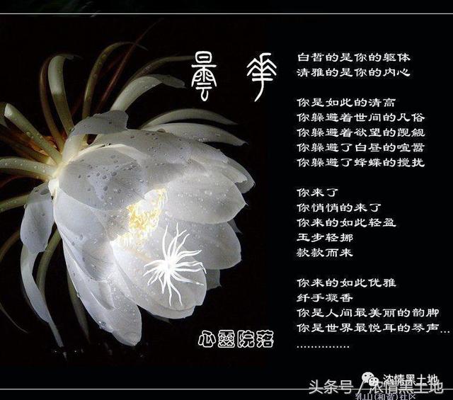 黄晓丽：一瞬即永恒——真正的昙花一现