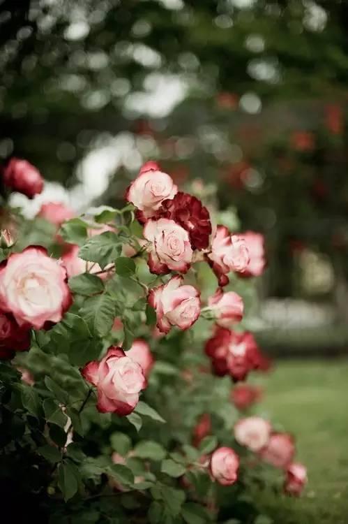 顾城最美的16句话，美到心醉！