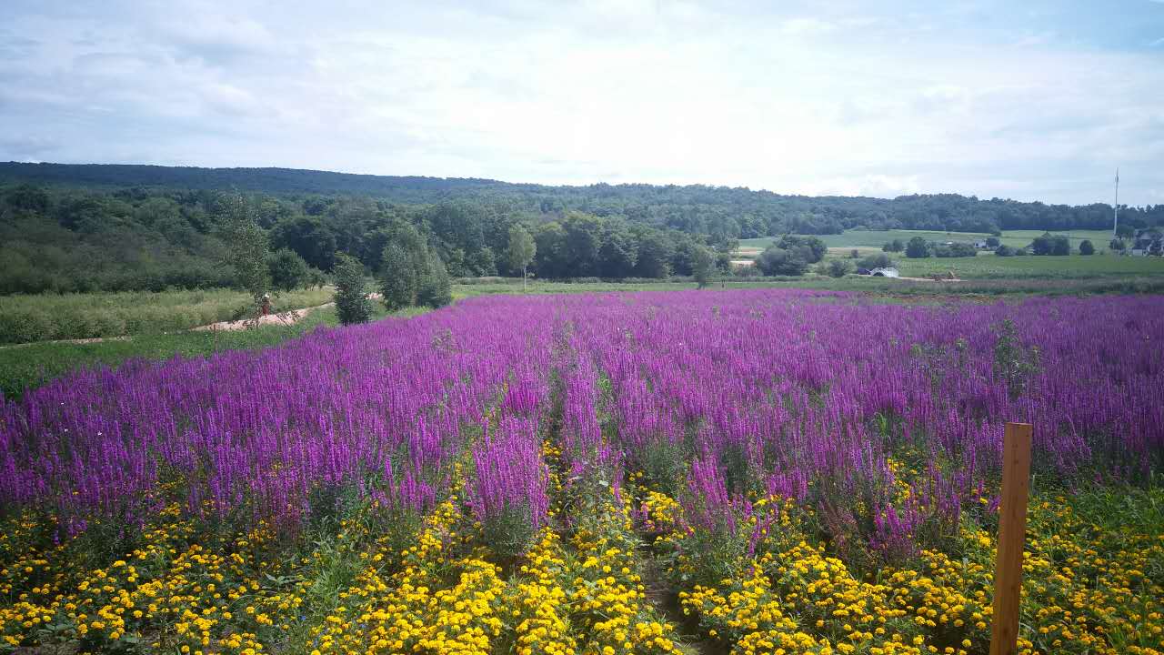 微信图片_20170904161427