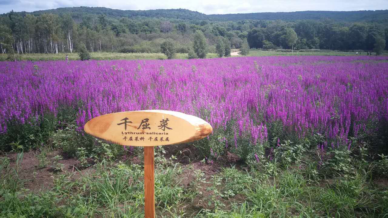 微信图片_20170904161424