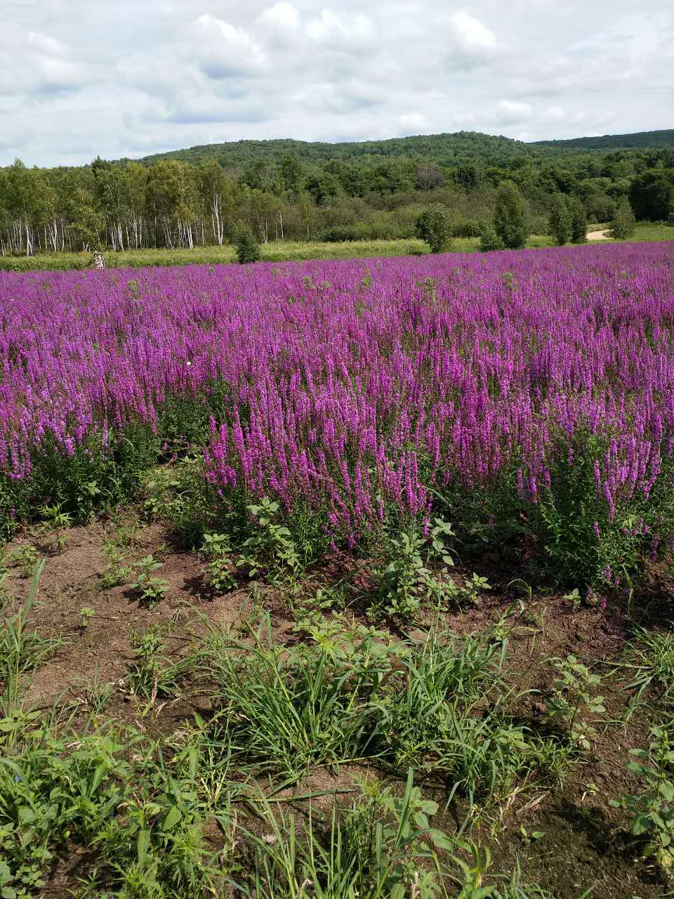 微信图片_20170904161442